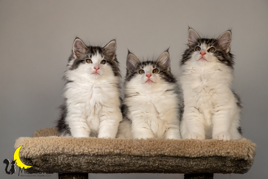 Wurf T (70 Tage alt)