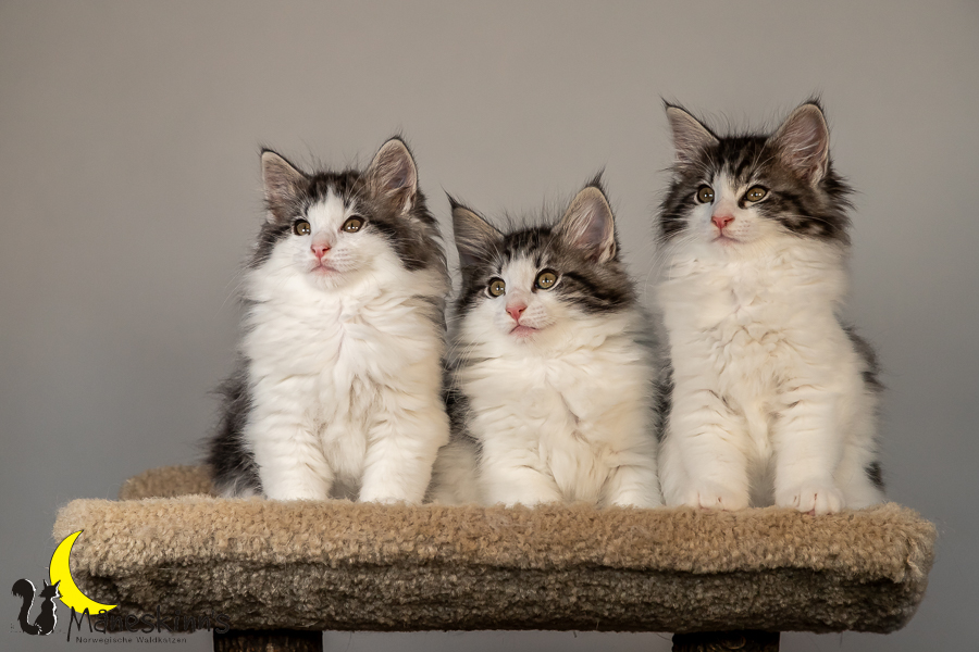 Wurf T (70 Tage alt)