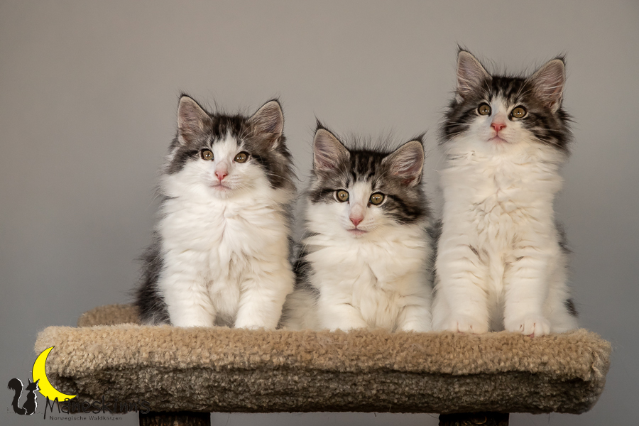 Wurf T (70 Tage alt)