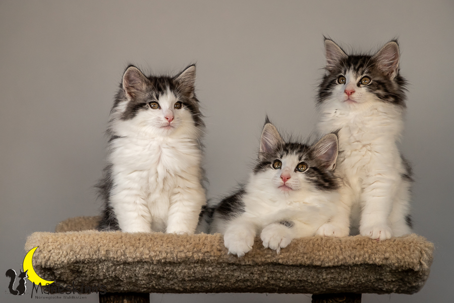 Wurf T (70 Tage alt)