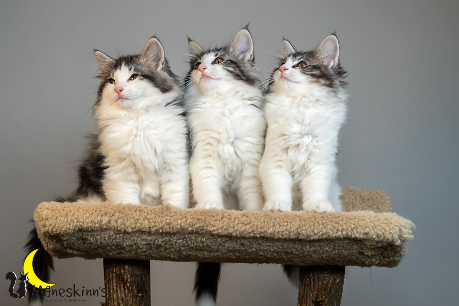 Wurf T (77 Tage alt)