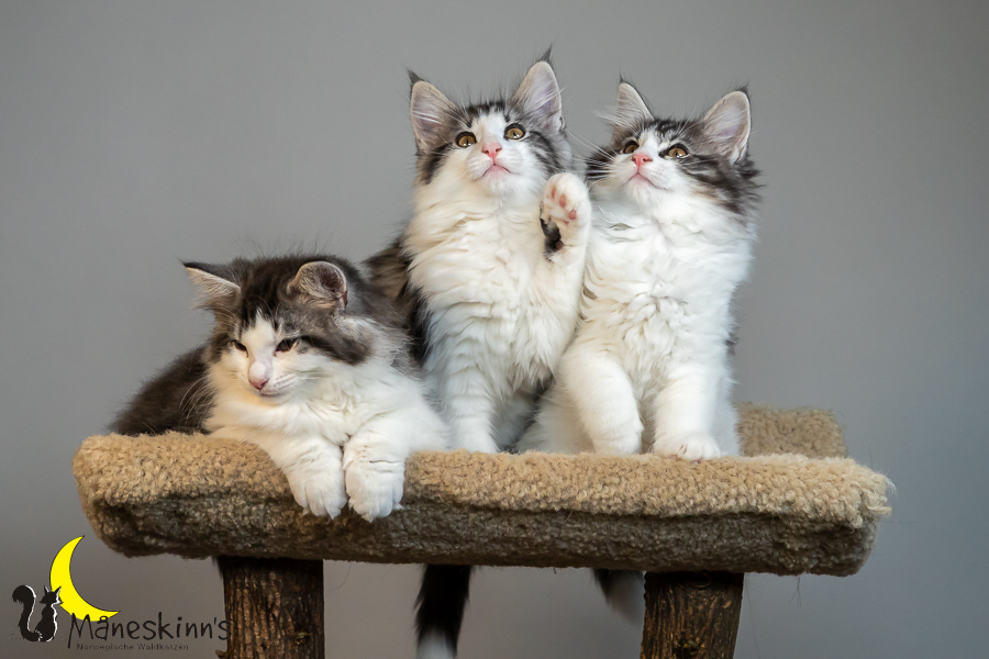 Wurf T (77 Tage alt)