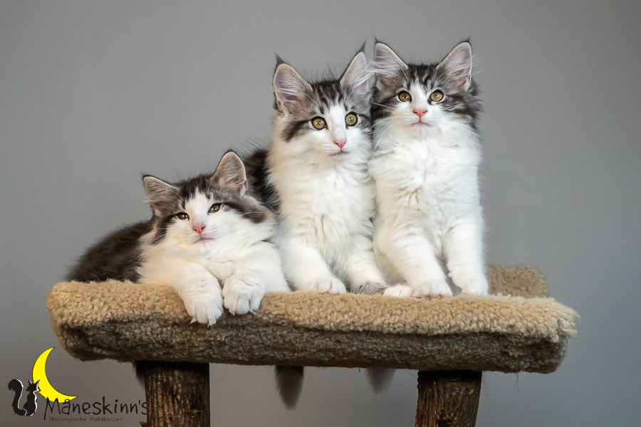 Wurf T (77 Tage alt)