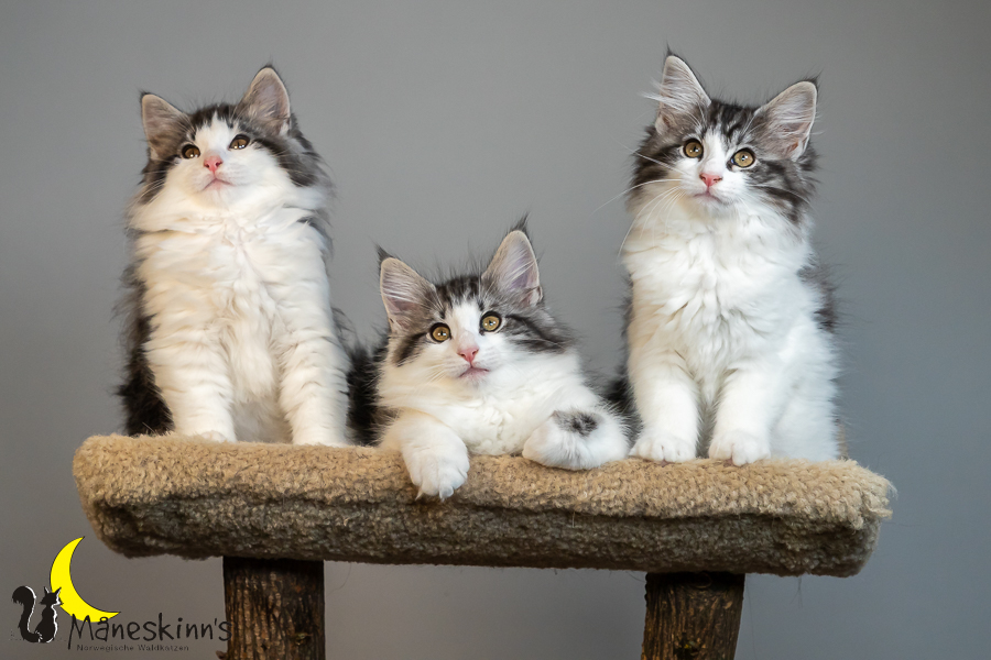 Wurf T (77 Tage alt)