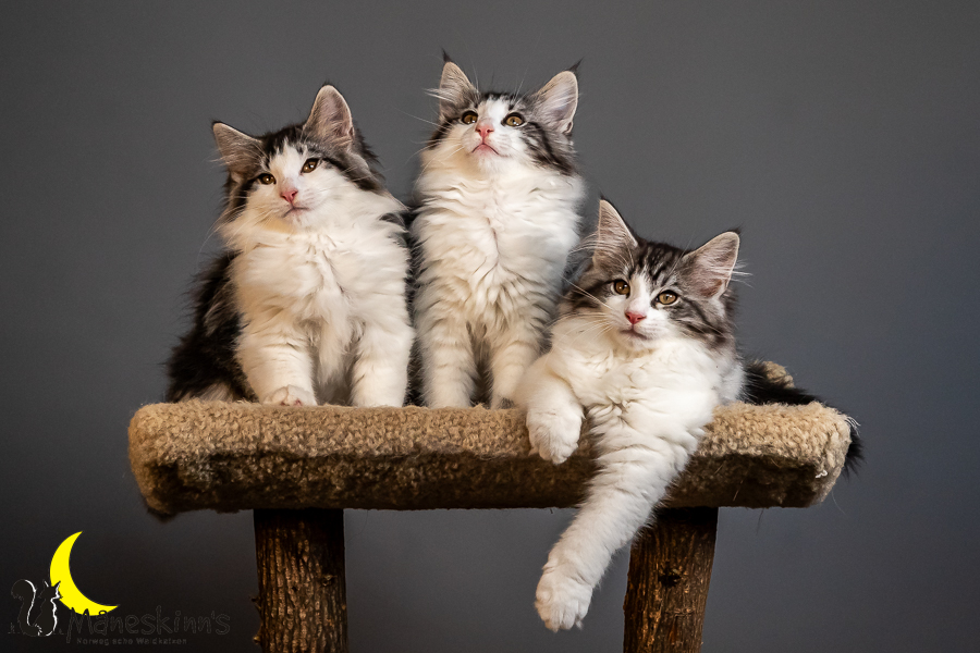 Wurf T (84 Tage alt)