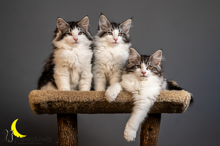 Wurf T (84 Tage alt)