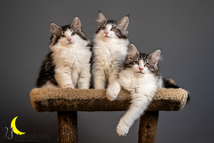 Wurf T (84 Tage alt)