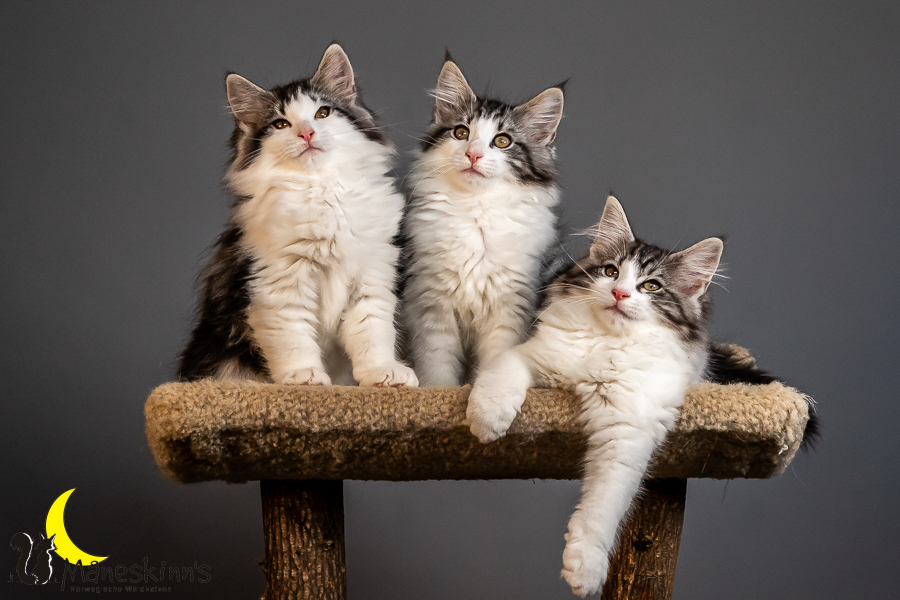 Wurf T (84 Tage alt)