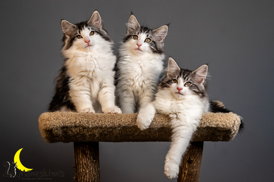 Wurf T (84 Tage alt)