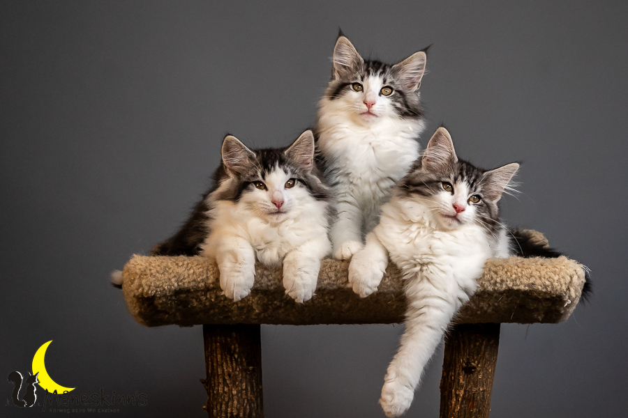 Wurf T (84 Tage alt)