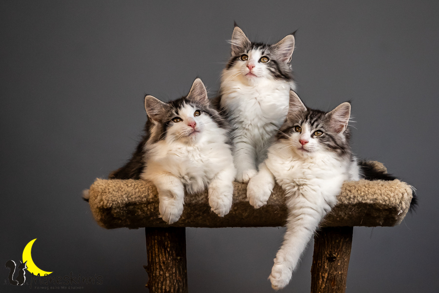 Wurf T (84 Tage alt)