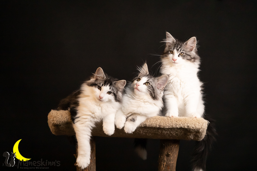 Wurf T (91 Tage alt)