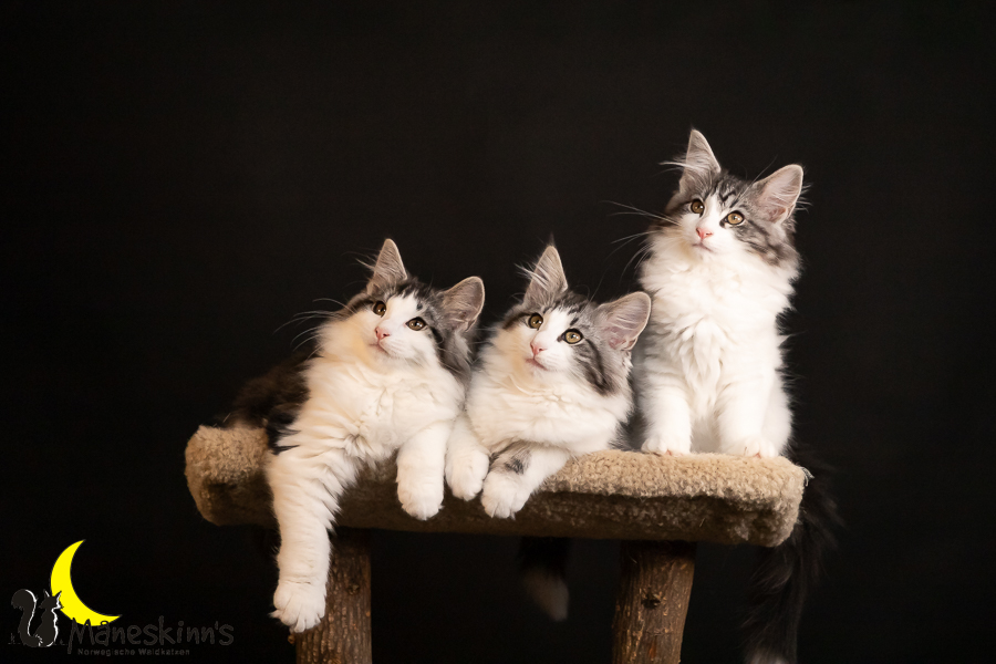 Wurf T (91 Tage alt)