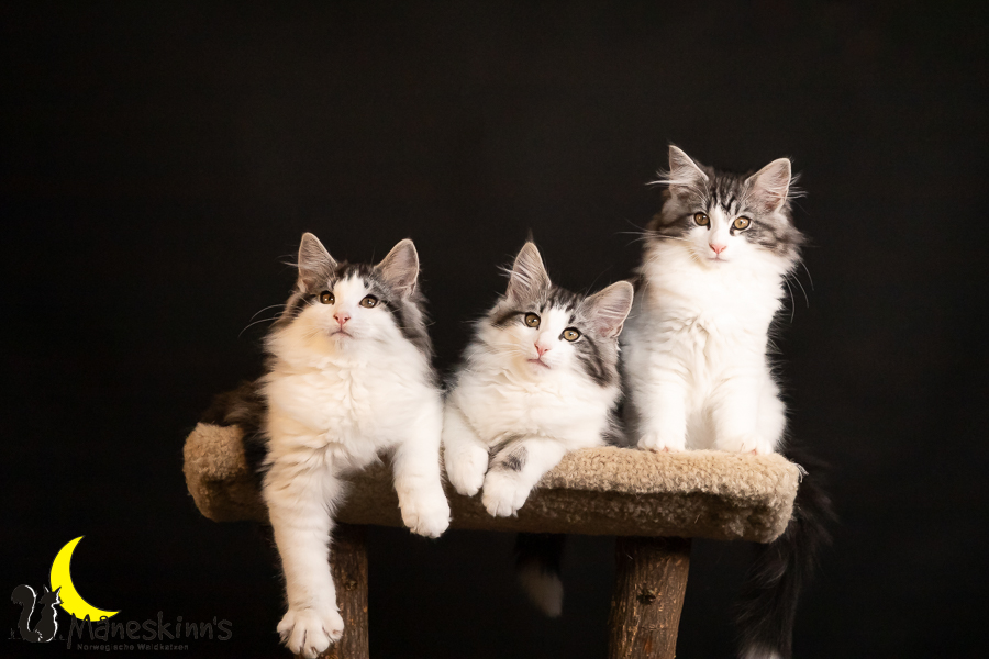 Wurf T (91 Tage alt)