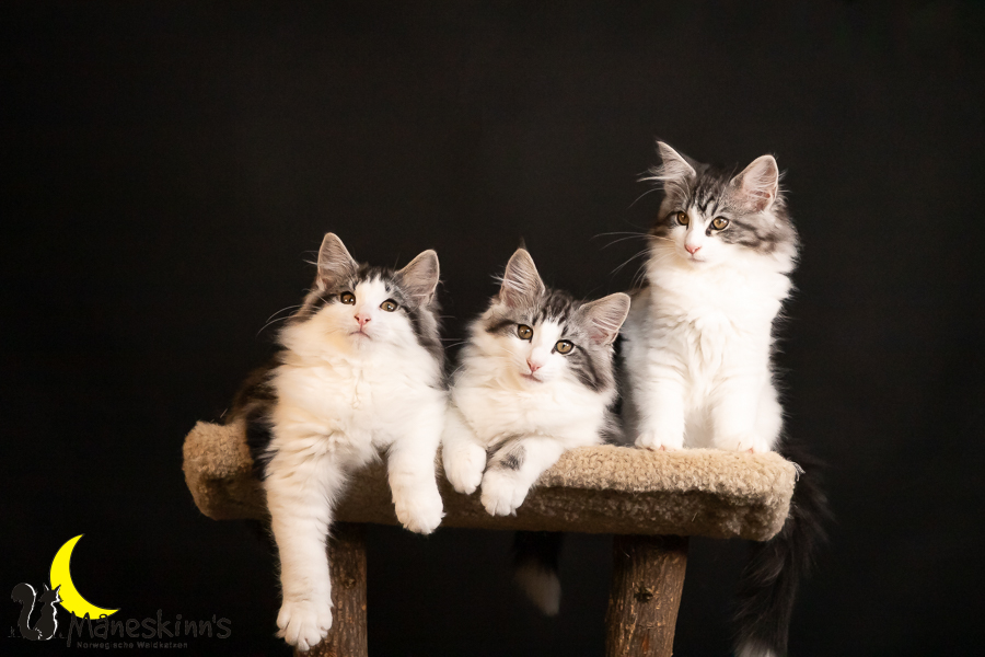 Wurf T (91 Tage alt)