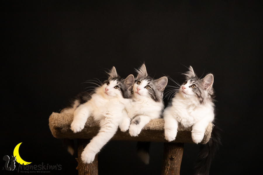 Wurf T (91 Tage alt)