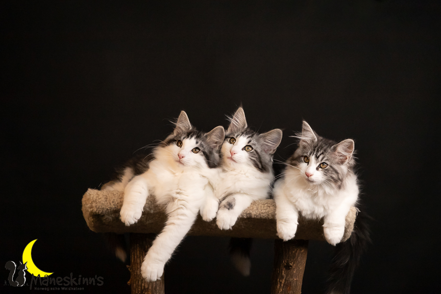 Wurf T (91 Tage alt)