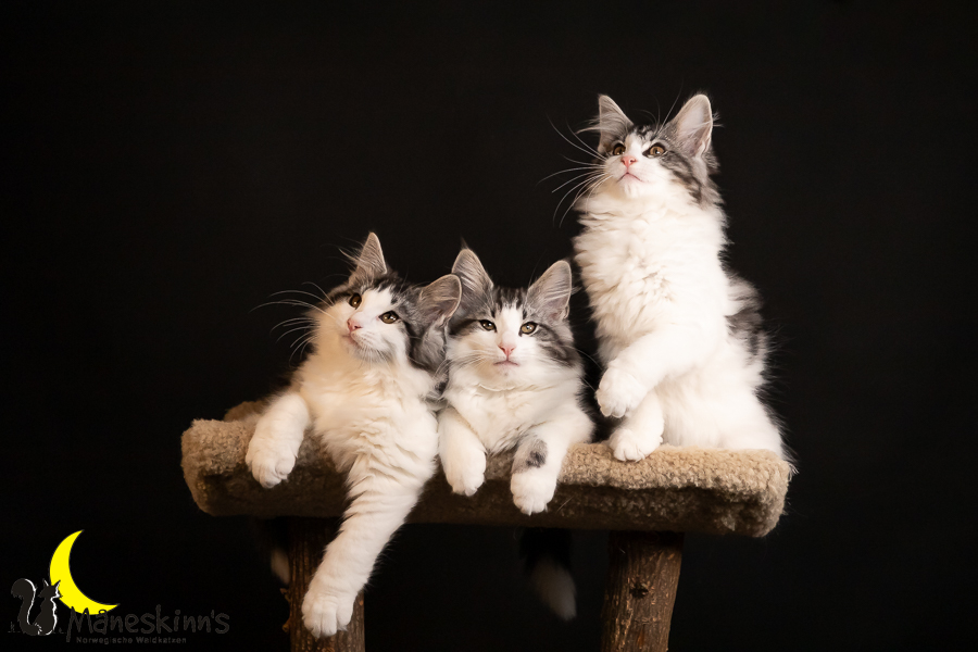 Wurf T (91 Tage alt)