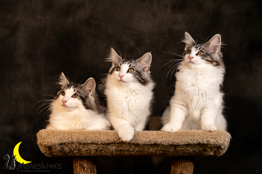 Wurf T (97 Tage alt)