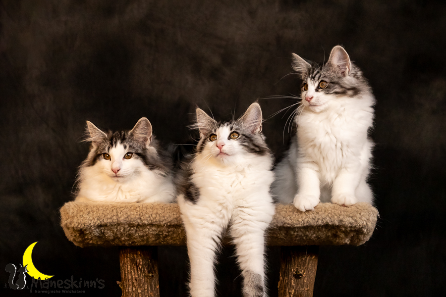 Wurf T (97 Tage alt)