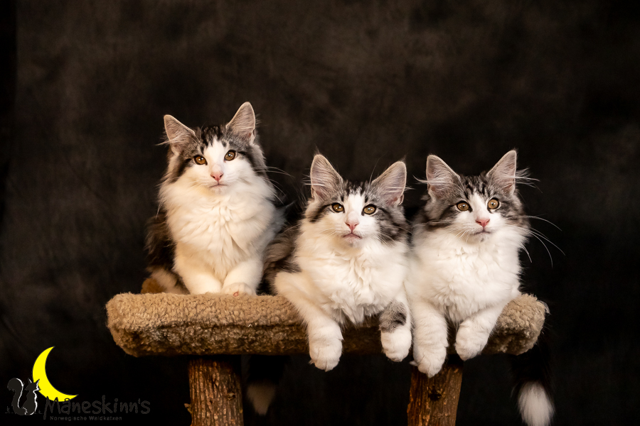 Wurf T (97 Tage alt)