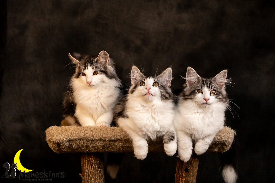 Wurf T (97 Tage alt)