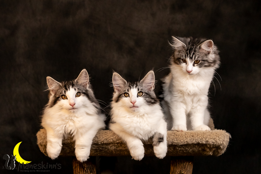 Wurf T (97 Tage alt)