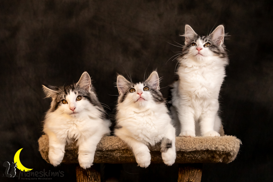 Wurf T (97 Tage alt)