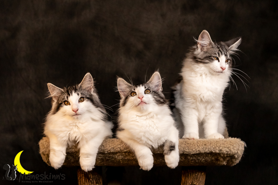 Wurf T (97 Tage alt)