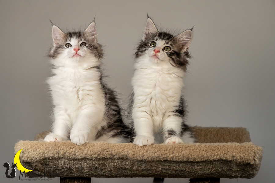 Wurf T (70 Tage alt)