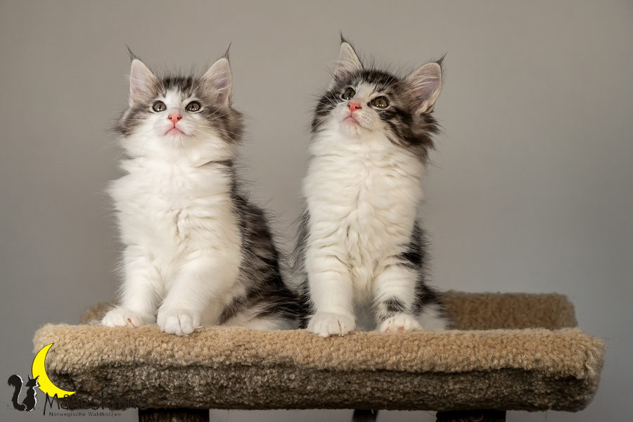 Wurf T (70 Tage alt)