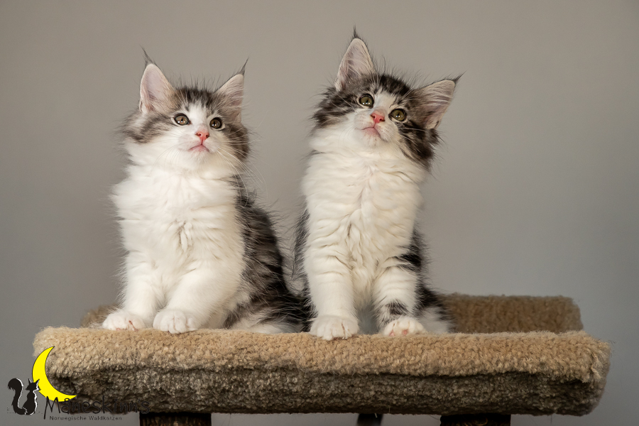 Wurf T (70 Tage alt)