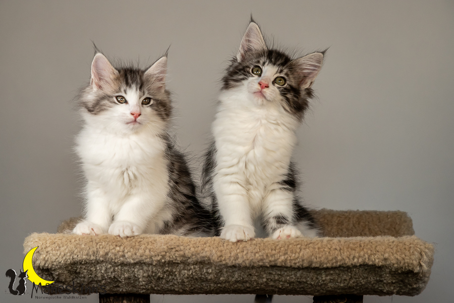 Wurf T (70 Tage alt)