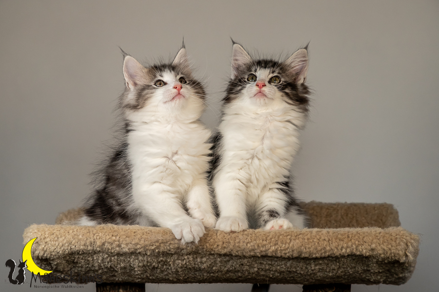 Wurf T (70 Tage alt)