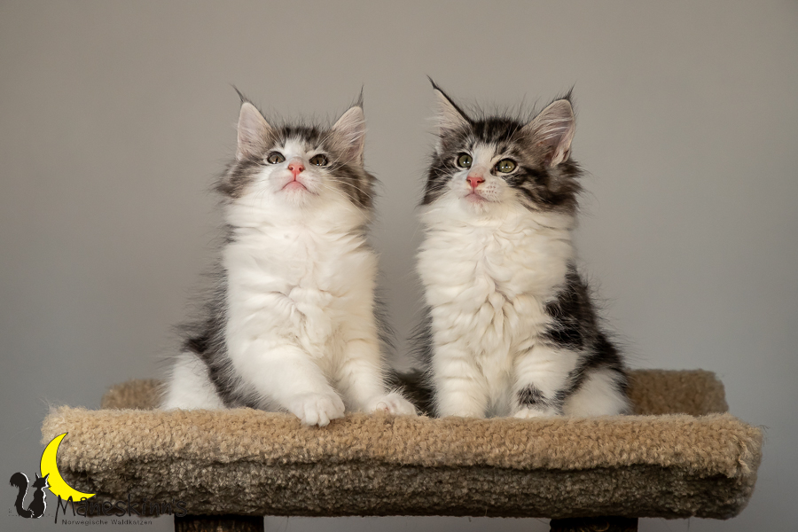 Wurf T (70 Tage alt)