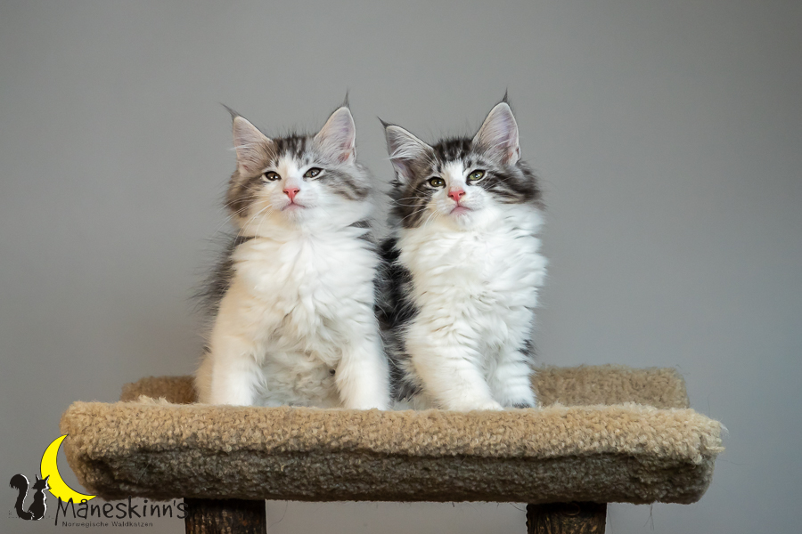 Wurf T (77 Tage alt)