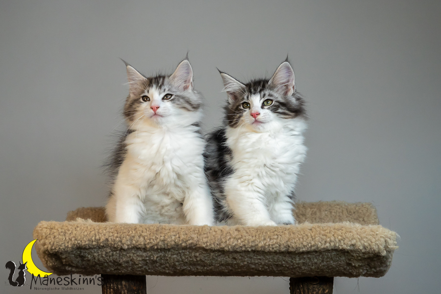 Wurf T (77 Tage alt)