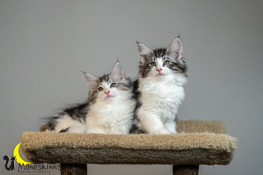 Wurf T (77 Tage alt)