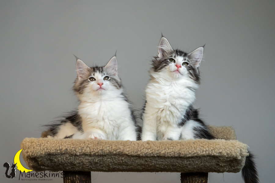 Wurf T (77 Tage alt)