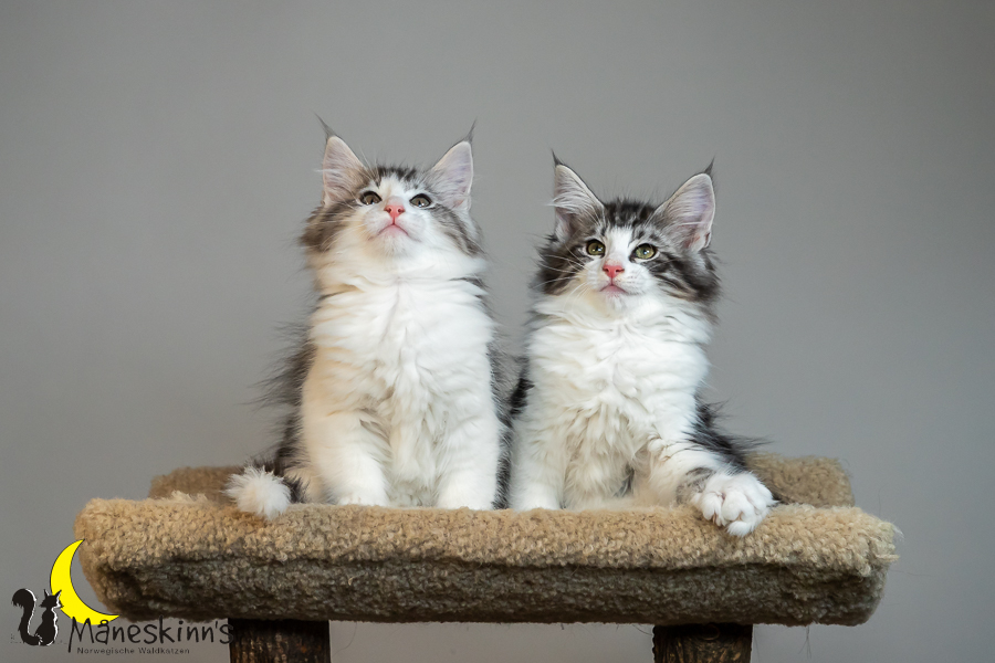 Wurf T (77 Tage alt)