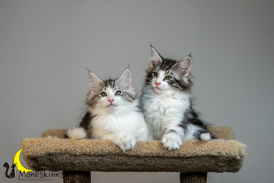 Wurf T (77 Tage alt)