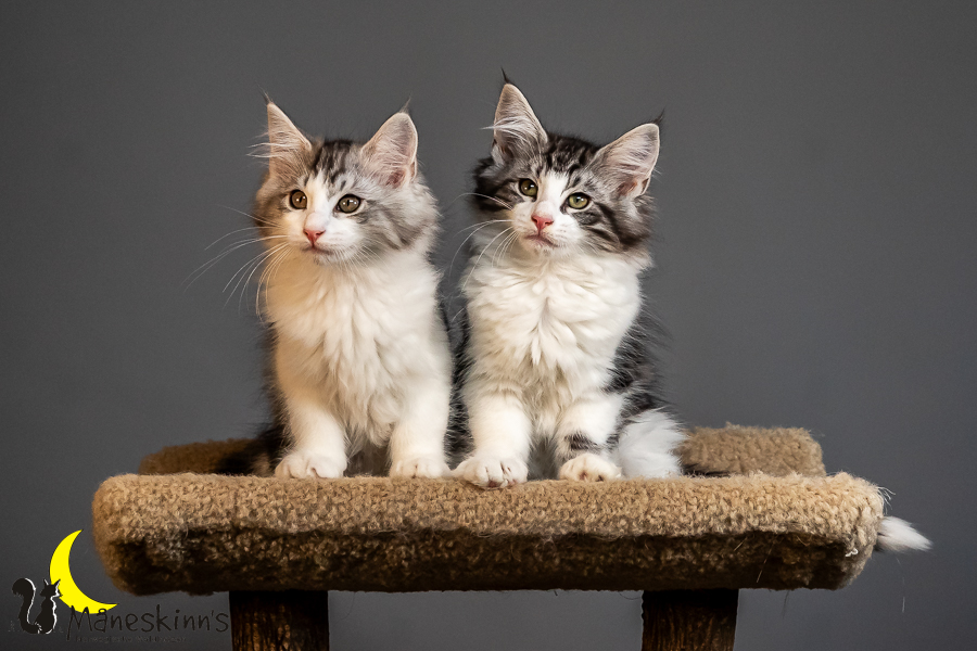 Wurf T (84 Tage alt)