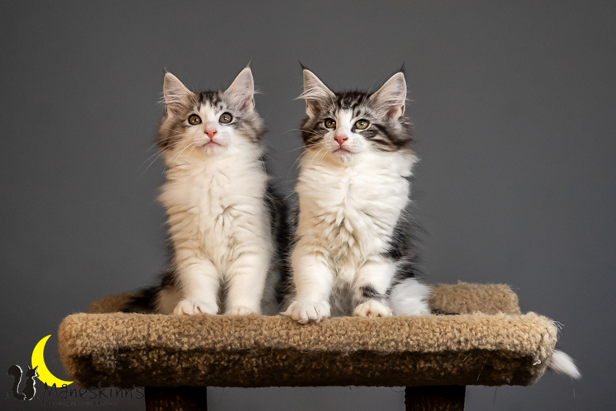 Wurf T (84 Tage alt)