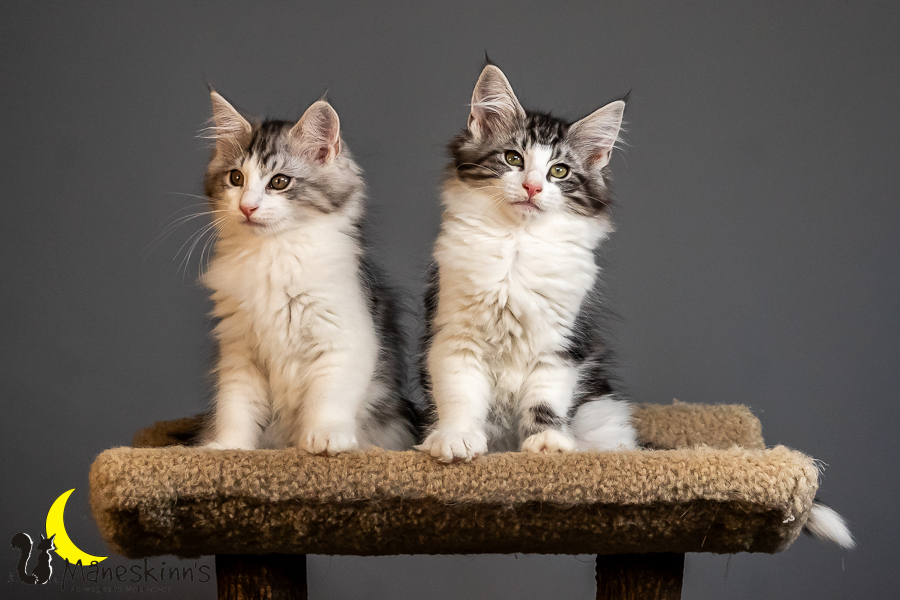 Wurf T (84 Tage alt)