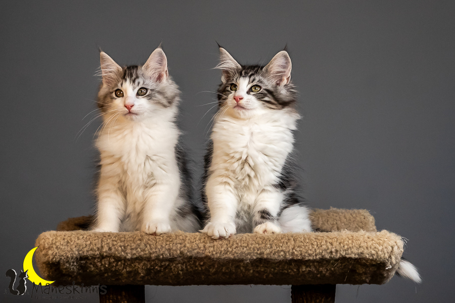 Wurf T (84 Tage alt)