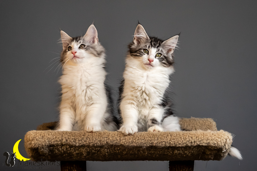 Wurf T (84 Tage alt)