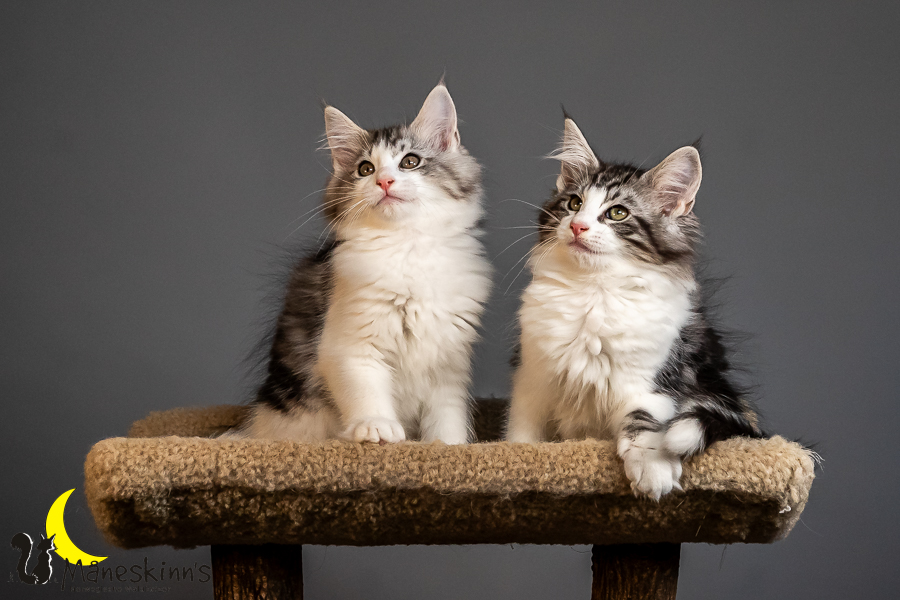 Wurf T (84 Tage alt)