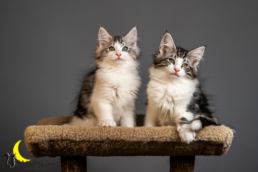 Wurf T (84 Tage alt)