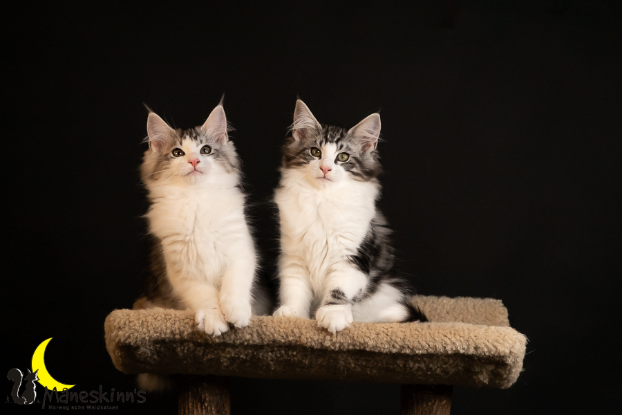 Wurf T (91 Tage alt)