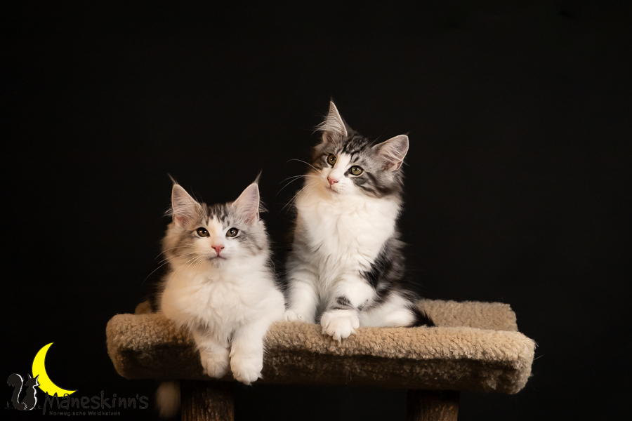 Wurf T (91 Tage alt)